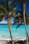 Cuba, Matanzas Province, Varadero, Varadero Beach palms