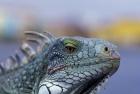 Iguana, Curacao, Caribbean