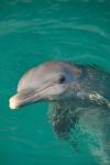 Netherlands Antilles, Curacao, Dolphin Academy