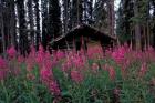 Abandoned Trappers Cabin Amid Fireweed, Yukon, Canada