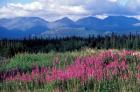 Fireweed Blooms near Kluane National Park, Yukon, Canada