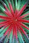 Cactus Detail, Chrstoffel National Park, Curacao, Caribbean