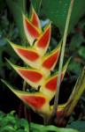 Lobster Claw, Roseau, Dominica