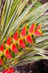 Dominica, Roseau, tropical heliconia flower