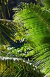 Dominica, Roseau, Vegetation, rainforest