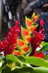 Dominica, Roseau, heliconia, red ginger flowers