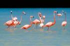 Tropical Bird, Flamingos, Barahona, Dominican Republic