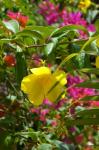 Bouganvillea, Dominican Republic