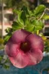 Dominican Republic, Punta Cana, Allamanda flower - pink