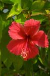 Dominican Republic, Bavaro, Hibiscus flower