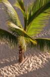 Palm tree, Bavaro Beach, Higuey, Punta Cana, Dominican Republic