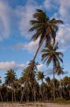 Palm Trees, Bavaro, Higuey, Punta Cana, Dominican Republic