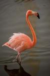 Flamingo, Tropical bird, Dominican Republic