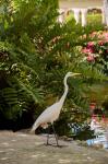 White Egret tropical bird, Bavaro, Higuey, Punta Cana, Dominican Republic