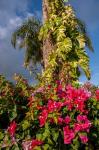 Bougainvillea flora, Bavaro, Higuey, Punta Cana, Dominican Republic