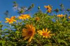 Tropical yellow flowers, Bavaro, Higuey, Punta Cana, Dominican Republic