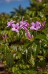 Tropical purple flowers, Bavaro, Higuey, Punta Cana, Dominican Republic