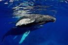 Humpback whale calf, Silver Bank, Domincan Republic