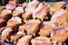 Conch Shells, St Georges, Grenada, Caribbean