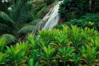 Shaw Park Gardens, Jamaica, Caribbean