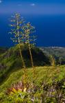 MARTINIQUE, West Indies, Agave on ridge, Mt Pel?e