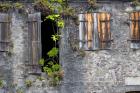 Tropical Plants, St Pierre, Martinique, French Antilles, West Indies