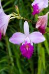MARTINIQUE, West Indies Bamboo orchid, Balata Garden