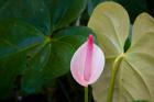 Peace Lily, Jardin De Balata, Martinique, French Antilles, West Indies