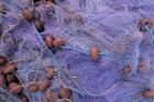 Fishing Nets on Grand Anse, Martinique, Caribbean