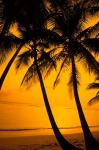 Sunset and Palms, San Juan, Puerto Rico