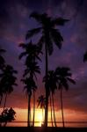 Palm Trees at Sunset, Puerto Rico