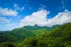 Puerto Rico, El Yunque National Forest, Rainforest