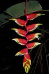 Tropical Flower on Culebra Island, Puerto Rico