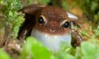 Common coqui frog, El Yunque NF, Puerto Rico