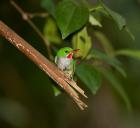 Puerto Rican Tody, Bird, El Yunque NF, Puerto Rico