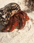 Caribbean hermit crab, Mona Island, Puerto Rico