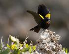 Yellow shouldered blackbird, Mona Island, Puerto Rico