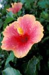 Hibiscus Flower in Bloom, St Kitts, Caribbean