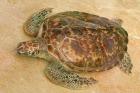 St Vincent, Grenadines Old Hegg Turtle Sanctuary