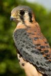 USVI, St Croix, Rescued American kestrel bird