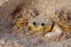 Emerald Beach Sand Crab, Lindergh Bay, St Thomas, US Virgin Islands, Caribbean