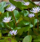 Pygmy Water Lily flower