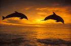 Silhoutte of Bottlenose Dolphins, Caribbean