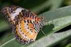 Lacewing Butterfly at the Butterfly Farm, St Martin, Caribbean