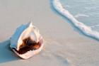 Conch Shell At Sunset, St Martin, Caribbean
