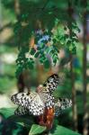 Butterfly Farm on St Martin, Caribbean