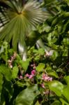 Tropical flowers and palm tree, Grand Cayman, Cayman Islands, British West Indies