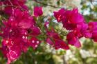 Bougainvillea flowers, Grand Cayman, Cayman Islands, British West Indies