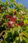 Tropical flora, Grand Cayman, Cayman Islands, British West Indies