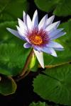 Lily flower pads, Botanic Park, Grand Cayman